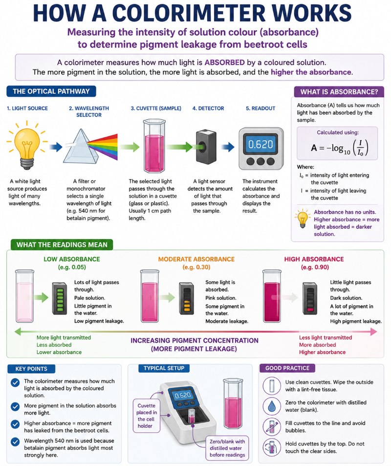 How a colorimeter works when measuring beetroot pigment leakage