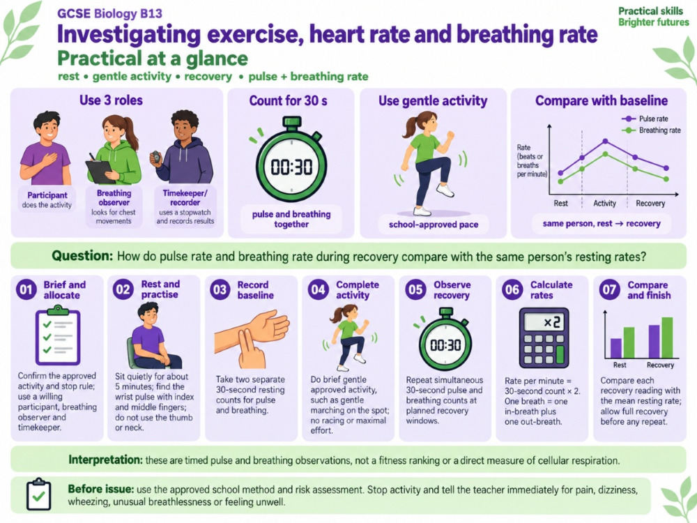 Exercise Practical: Heart Rate & Breathing Rate | Better Equipped