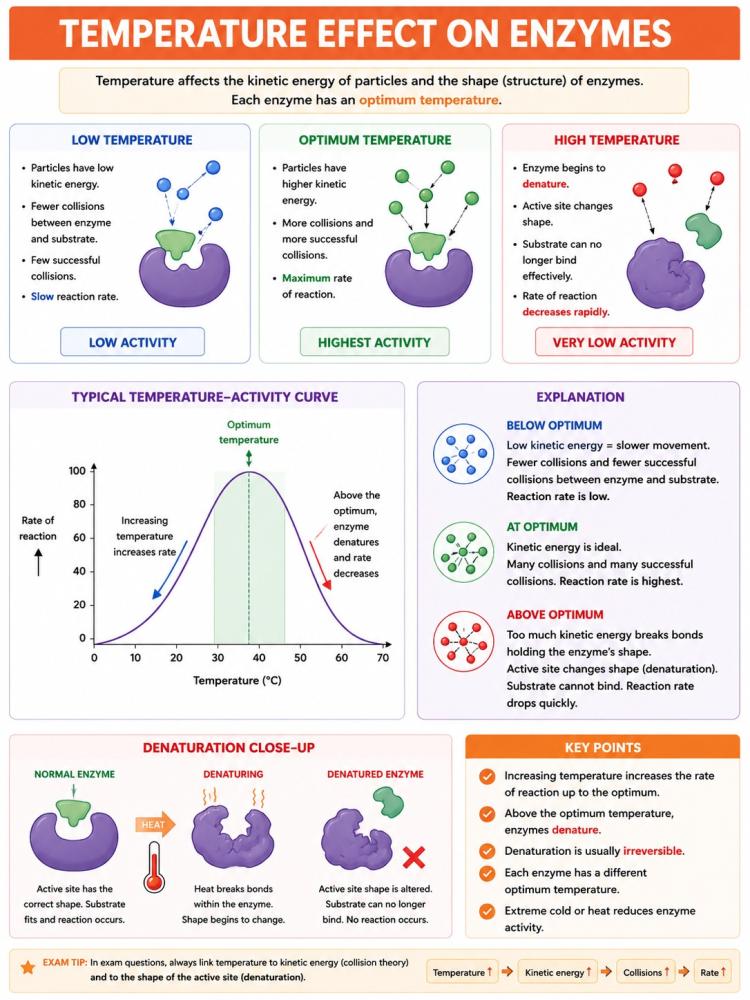 Temperature effect on enzymes showing low optimum and high temperature conditions and denaturation