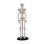 Human Skeleton Desk Top Model
