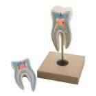 Tooth Model: 15 Times, 2 Parts