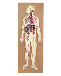 Human Circulatory System Model: Half-Size [2896]