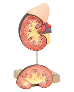 Kidney Model  2 Part with Adrenal Gland [1385]