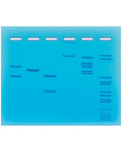 Edvotek Restriction Enzyme Cleavage of Plasmid and Lambda DN [80146]