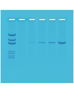Edvotek Principles of PCR [80148]