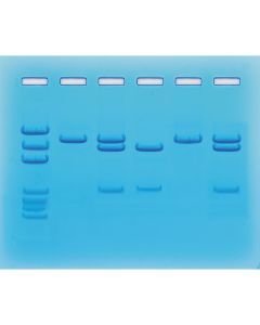 Edvotek Nucleic Acid Testing for COVID-19 [80171]