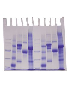 Edvotek Survey of Protein Diversity [80179]