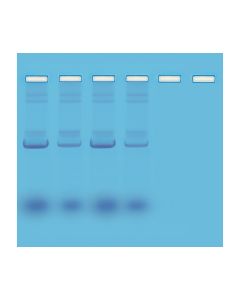 Edvotek Mini-Prep Isolation of Plasmid DNA [80193]