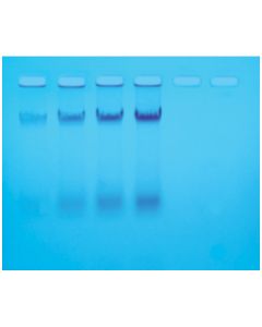 Edvotek Isolation of E. coli  Chromosomal DNA [80194]