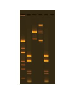 Edvotek Analysis of DNA Methylation Using Restriction Enzyme [80196]
