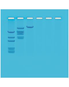 Edvotek Cleavage of Lambda DNA with Eco RI Restriction Enzyme [80202]