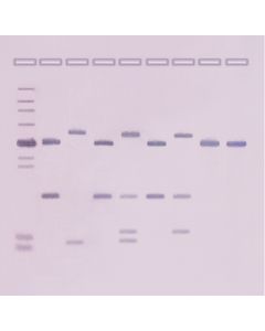 Edvotek DNA Fingerprinting by Southern Blot [80237]