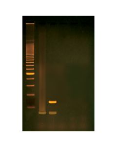 Edvotek Reverse Transcription PCR (RT-PCR): The Molecular Bi [80246]