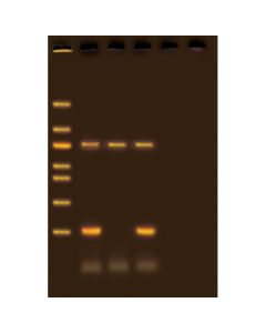Edvotek Drosophila Genotyping Using PCR [80247]
