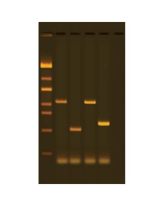 Edvotek Exploring Plant Diversity with DNA Barcoding [80248]