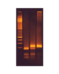 Edvotek Exploring the Genetics of Taste: SNP Analysis of the PTC Gene Using PCR [80252]