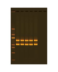 Edvotek Human PCR Tool Box™ [80253]