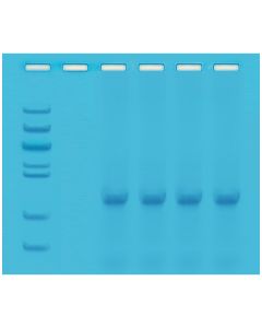 Edvotek Quick PCR [80254]