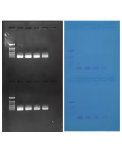 Edvotek Discovering Quantitative PCR Amplification and Analysis [80255]