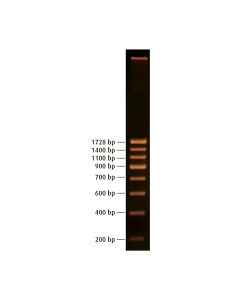 Edvotek 200 bp DNA Ladder [80352]