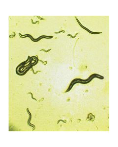 Edvotek Effects of Alcohol on c. elegans [80360]
