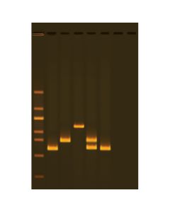 Edvotek Multiplex PCR-based Testing of Water Contaminants [80370]