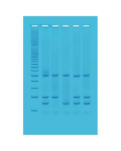 Edvotek Identification of Genetically Modified Foods Using PCR [80373]