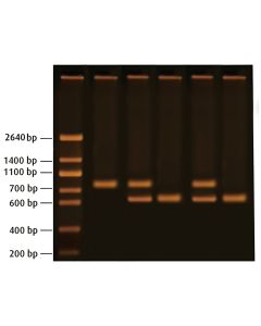 Edvotek Diagnosing Huntington's Using PCR [80390]