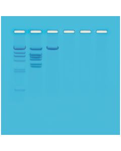 Edvotek Biotechnology - Restriction Enzyme Analysis of DNA [80424]