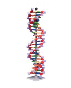 Molymod Advanced Mini DNA 22 Layer Kit [0846]