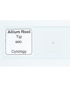 Microscope Slide - Alium ls Root [0414]