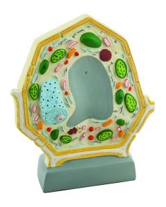 Plant Cell Model [1024]
