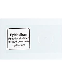 Microscope Slide - Epithelium [0406]