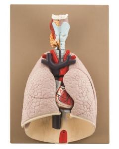Heart and Lungs Model, 7 Parts [2895]