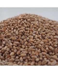 Seeds: Wheat Seeds - 1kg [80533]