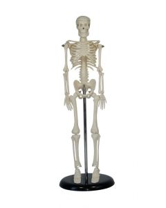 Human Skeleton Desk Top Model Pack of 3 [91988]