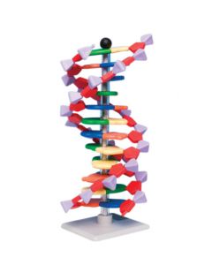 Molymod Advanced Mini DNA 12 Layer Kit [1338]