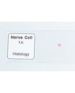 Microscope Slide - Nerve Cells [0407]
