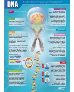 DNA Poster A1 Laminated [3089]