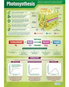Photosynthesis Poster A1 Laminated [3131]