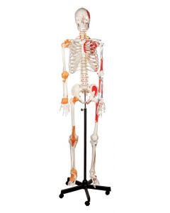 Human Skeleton Model with Ligaments [1210]