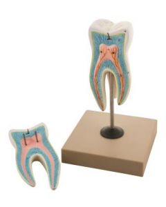 Tooth Model: 15 Times, 2 Parts [2898]