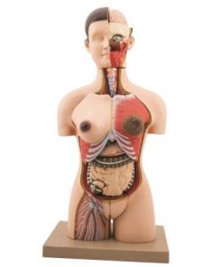 Human Torso: Half-Size with Sex Organs 28 Parts [2887]